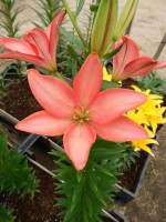 [5005 LittleKiss No02.JPG]